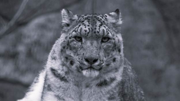 Nie żyje Lohlan. Śląski Ogród Zoologiczny żegna..